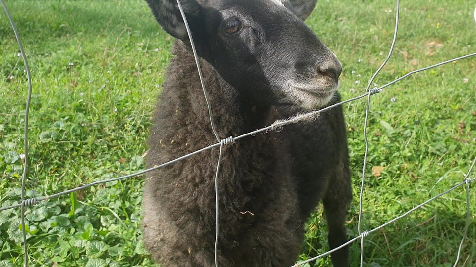 Little sheep baby